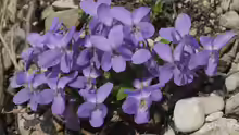 Viola hirta