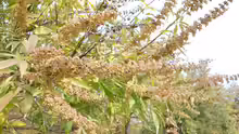 Vitex agnus-castus