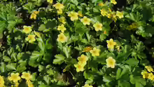 Waldsteinia ternata