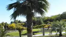 Washingtonia robusta