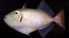 Xanthichthys greenei
