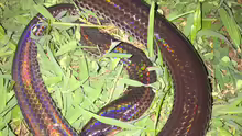 Xenopeltis unicolor