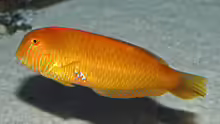 Xyrichtys novacula
