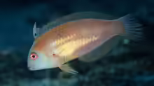 Xyrichtys sciistius