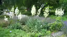 Yucca filamentosa