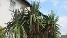 Yucca gloriosa