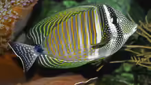 Zebrasoma desjardinii