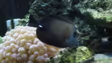 Zebrasoma scopas