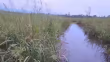 Zizania aquatica