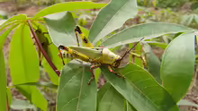 Zonocerus variegatus
