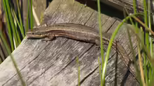 Zootoca vivipara