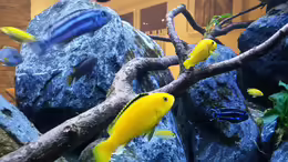 Besatz im Aquarium Mbuna Resort