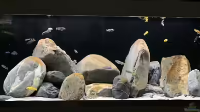 1st Mbuna Tank von Fäbi_CH