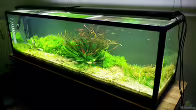 2 m akva stabil von into the green