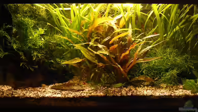 54 Liter von A. G.