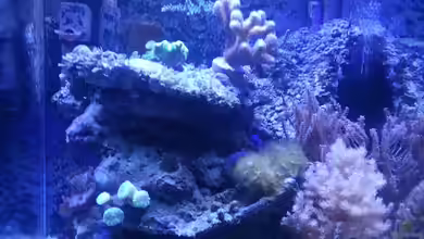 60 Liter Nanocube von Cuny
