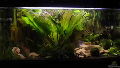 Amazonas Becken  nur noch als Beispiel von Stony