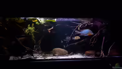Amazonas klarwasser Nebenfluss (nur noch als Beisp von Südamerika Aquanaut