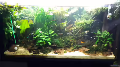 Apistogramma Becken (nur noch Beispiel) von SebBk