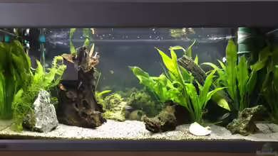 Apistos mit Corys von Yo Bo