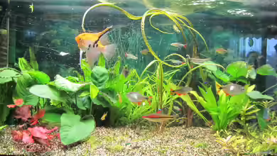 AQ 200 von AquaTom