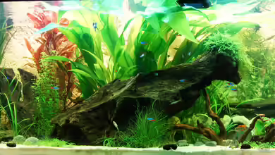 Asizonas Rio240 von daKING