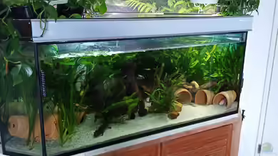 Axolotl Eckaquarium von Tanja Tilsner