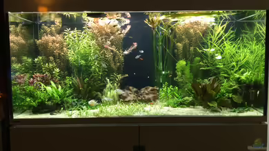 Becken 33318 von Sascha H.