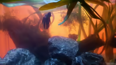 Betta-World von Betta Chris