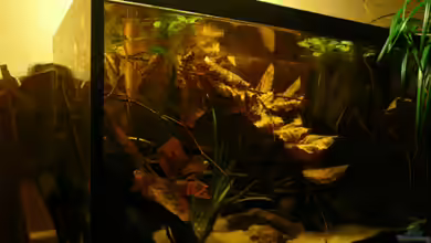 Borellis von Cichlid Power