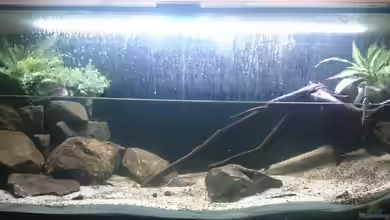 Brackwasser Paludarium von David Hartleib