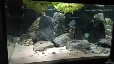 Cyprichromis Tank von Monaco