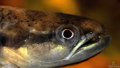 Erythrinus von David Breuers