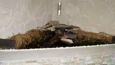 Hochteich für Schildkröten von SeLo