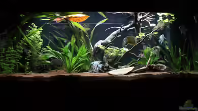 Juwel Rio 400 von Marcus Mue