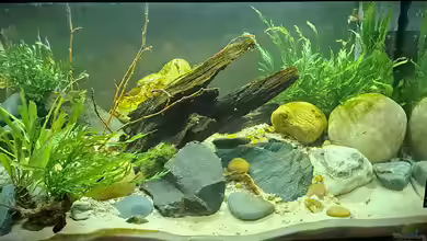 Kinabalu Hillstream Loaches von okefenokee