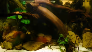 M. r.+A. sp.r.F. von Cichlid Power