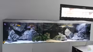 Mazinzi Reef von Lemans