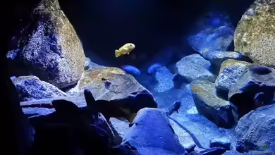 Mbuna Hardscape von Malawi_Einsteiger