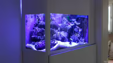 Meerwasser Nano von Traum-Hobby.de