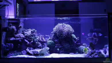 Meerwasseraquarium von Hippi013