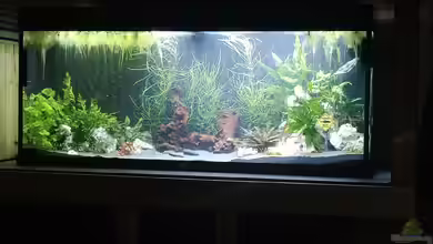 Mein Juwel Aquarium von Schmoalmisch Ranch