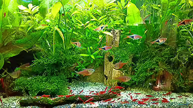 mein kleines Asien Becken von odin 68