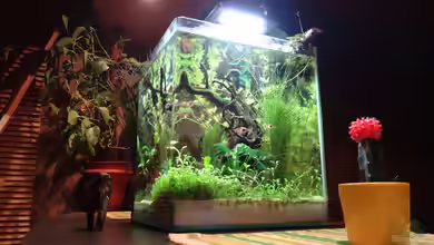 Miniunterwasserwelt von mcfly