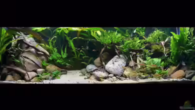 ~My-Little-Aquascape~ von ~Marco~