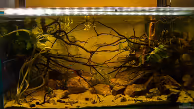 P. taeniatus von Cichlid Power