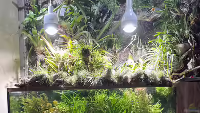 Paludarium von Der Südamerikaner