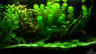 Pelvicachromis Pulcher Artbecken von lupo2001