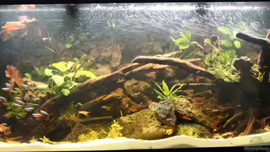 Pleco Heaven von maxheadroom