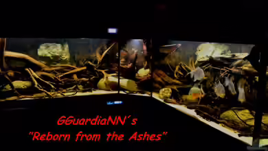 Reborn from the Ashes (Nur noch Beispiel) von GGuardiaNN